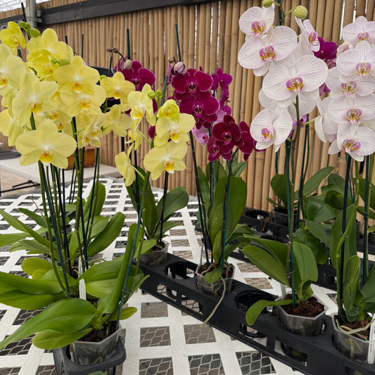Phalaenopsis - OPEN BLOOMS (4" Pot)-Grower's Choice