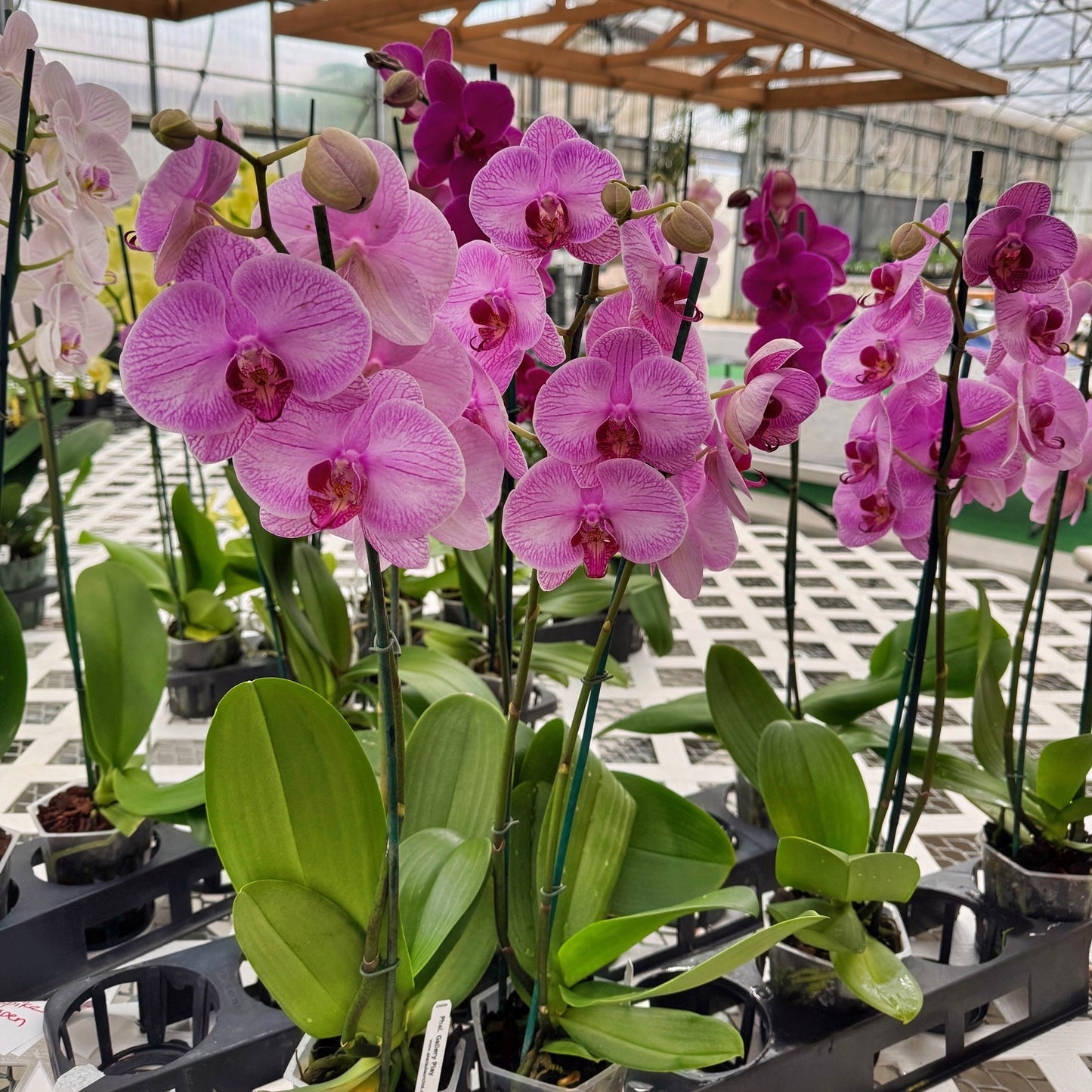 Phalaenopsis - OPEN BLOOMS (4" Pot)-Grower's Choice