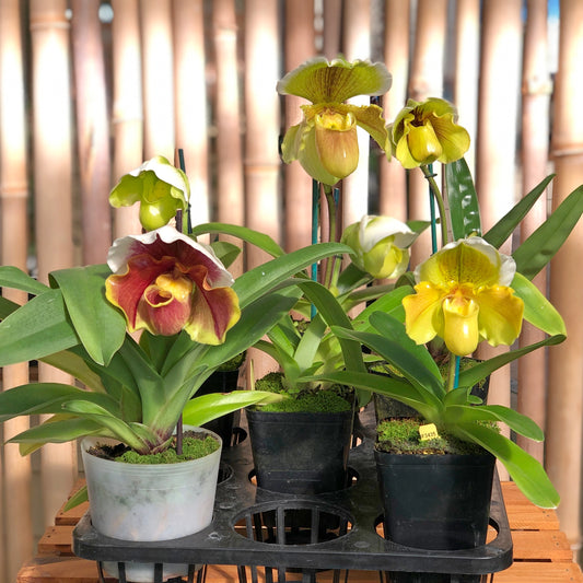 Complex Paphiopedilum (Seedling 4" Pot) - Not Blooming