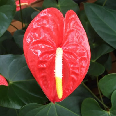 Anth. Nitta Orange - 4" Pot