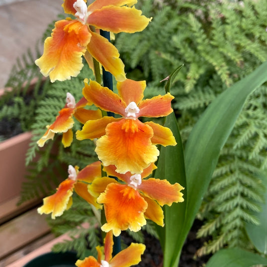 Osp. Brazilian Sun 'Samba' (4" Pot) - Buds