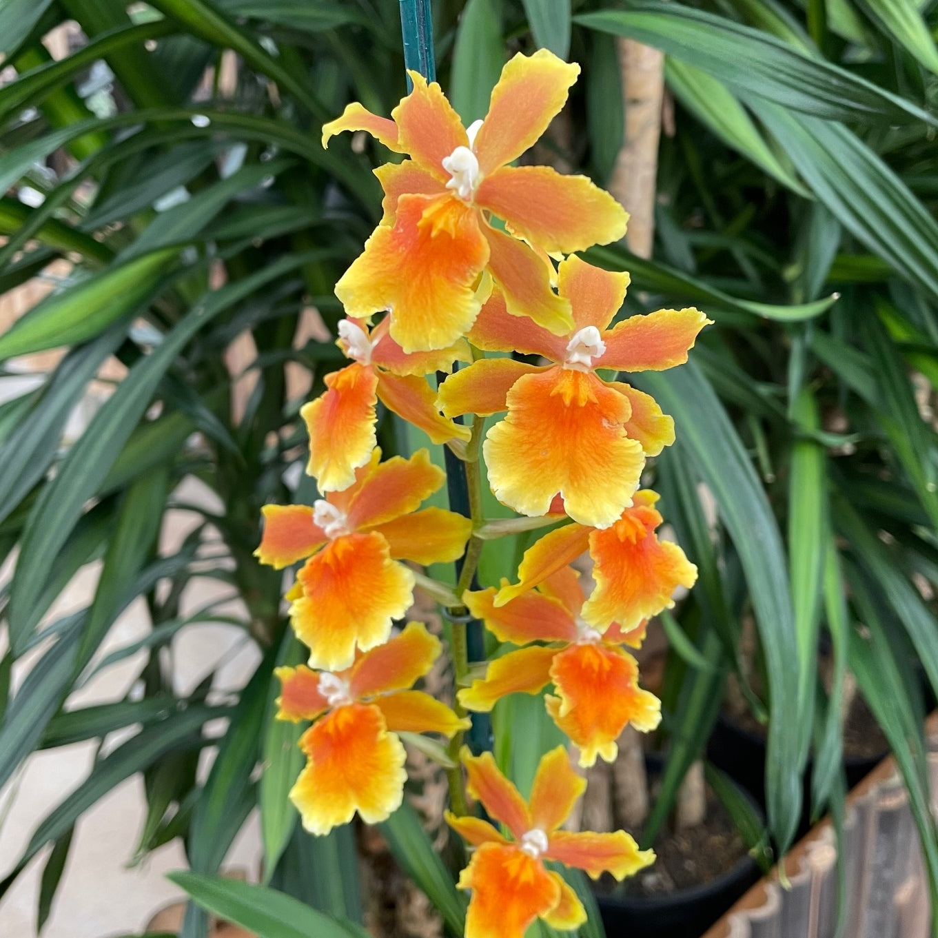 Osp. Brazilian Sun 'Samba' (4" Pot) - Buds