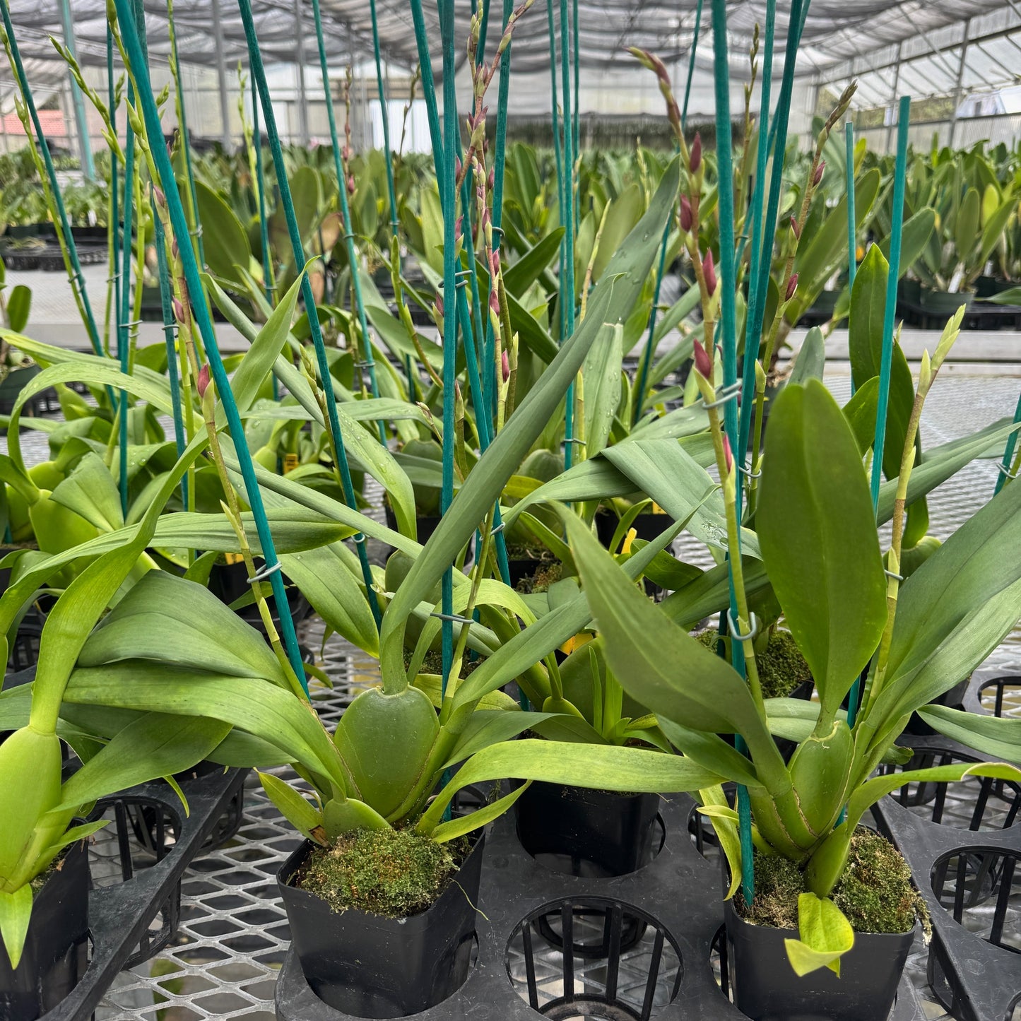 Osp. Fran's Jewels 'Brilliant'