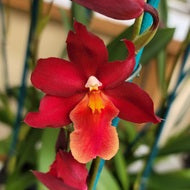 Osp. Fran's Jewels 'Brilliant' (Not Blooming)