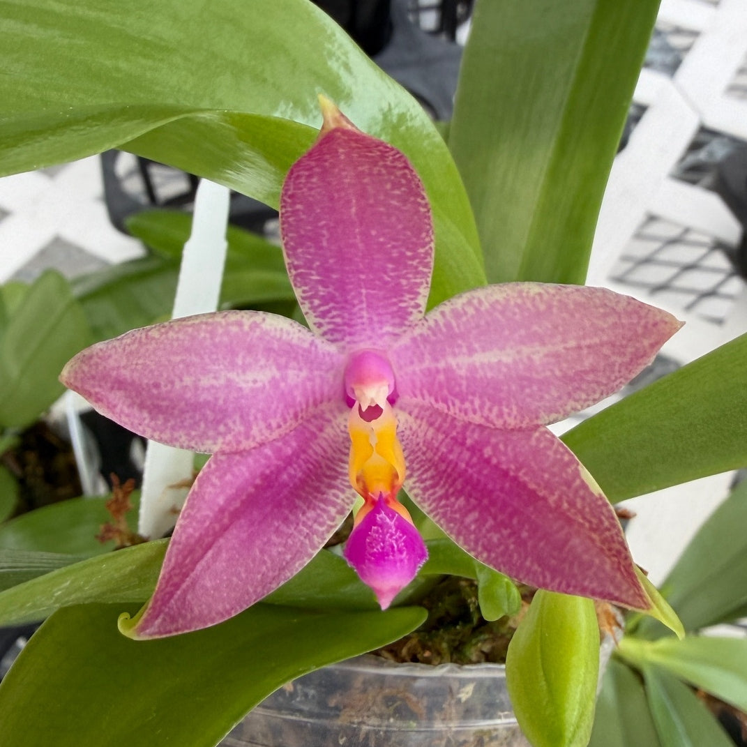 Phalaenopsis Jennifer Palermo (Spike forming)
