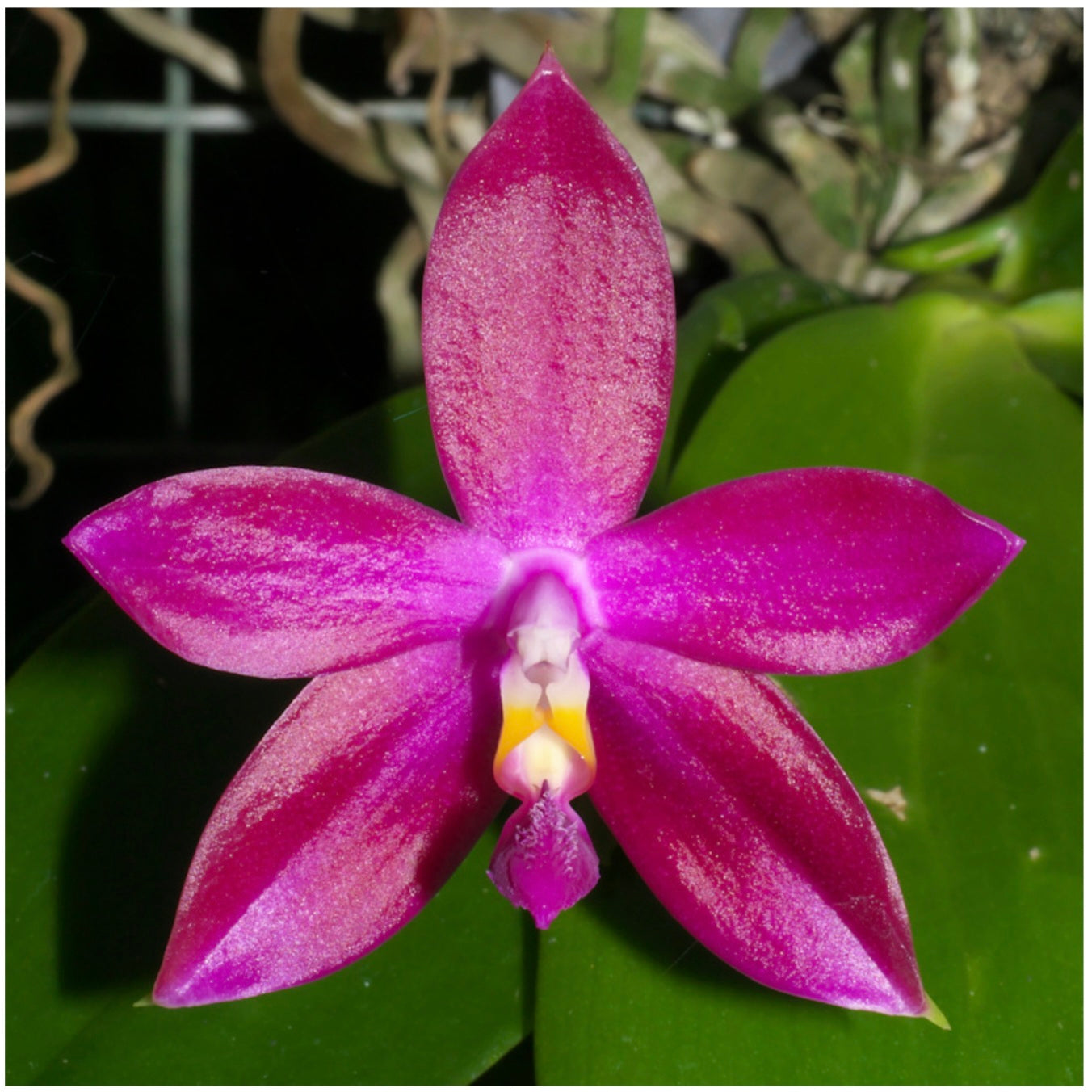 Phalaenopsis Jennifer Palermo (Spike forming)