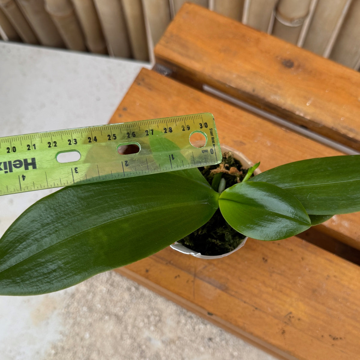 Phal. amboinensis 'Nicole' (Spike forming) -species/mini