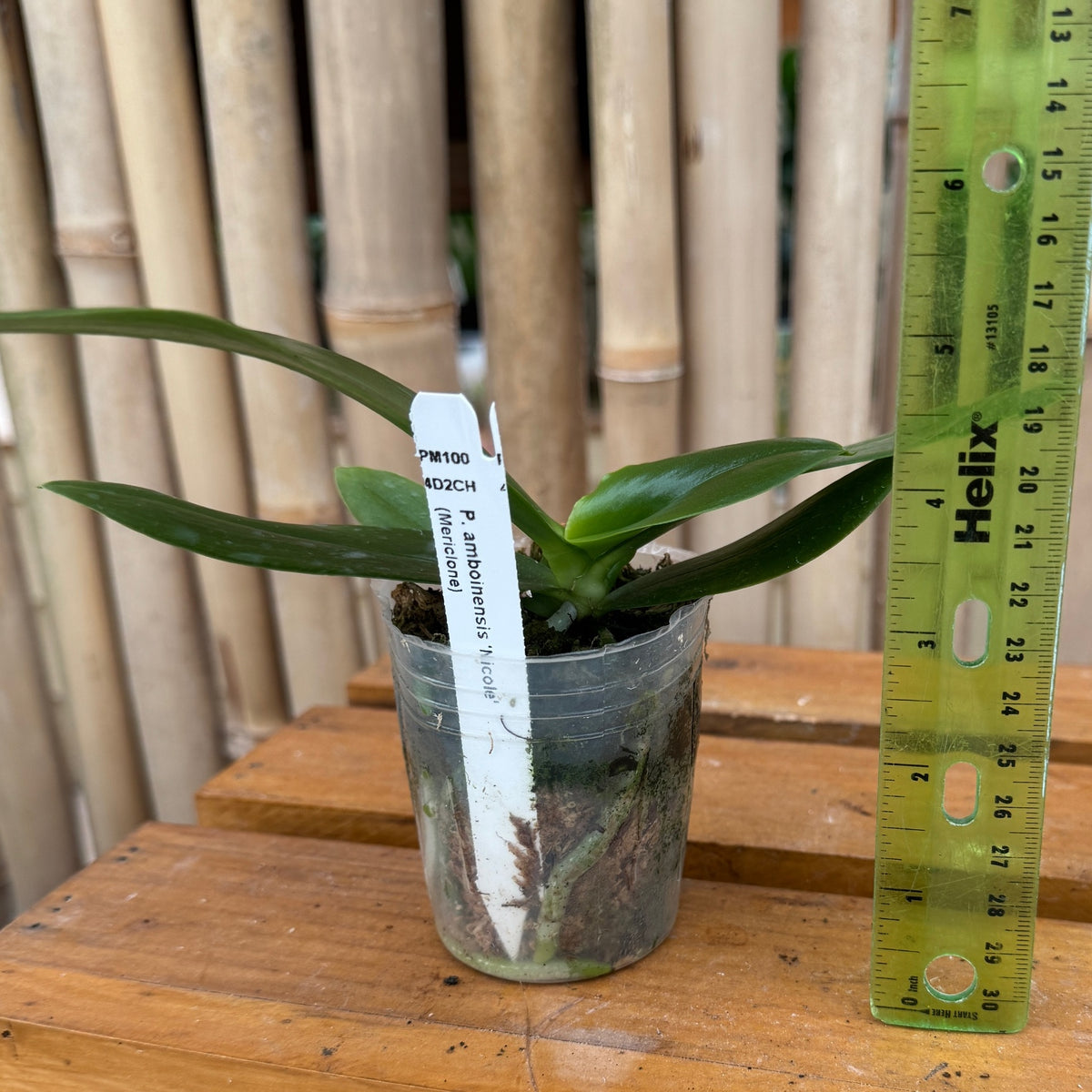 Phal. amboinensis 'Nicole' (Spike forming) -species/mini