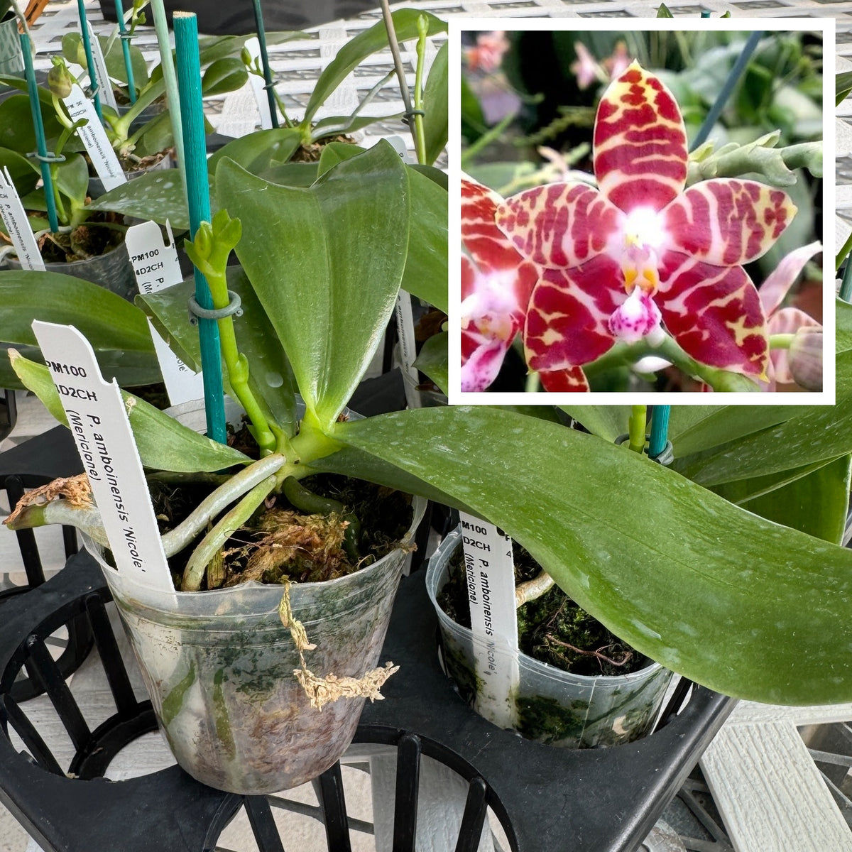 Phal. amboinensis 'Nicole' (Spike forming) -species/mini