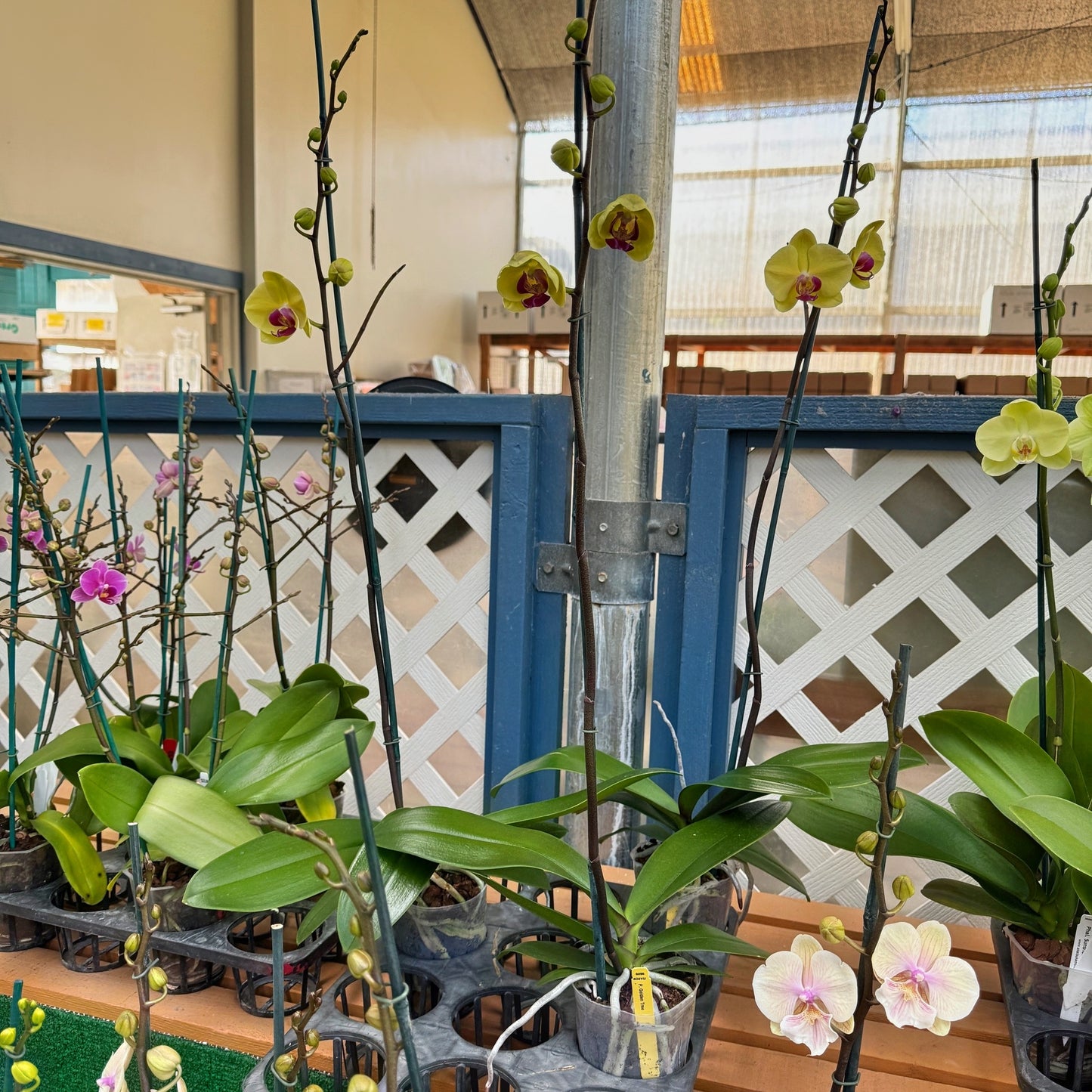 Phal. Golden Tree (Single Spike)