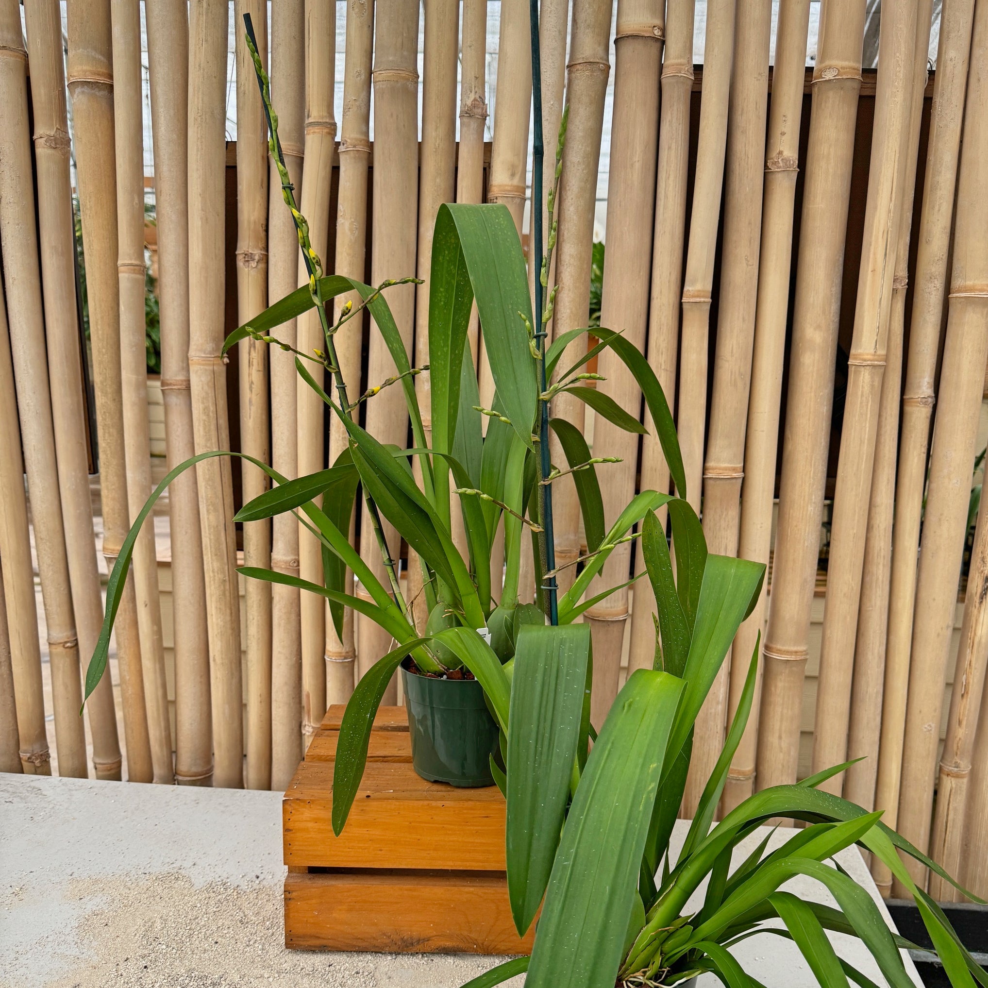Wils. Pacific Passage 'Peach Cobbler' (5.5