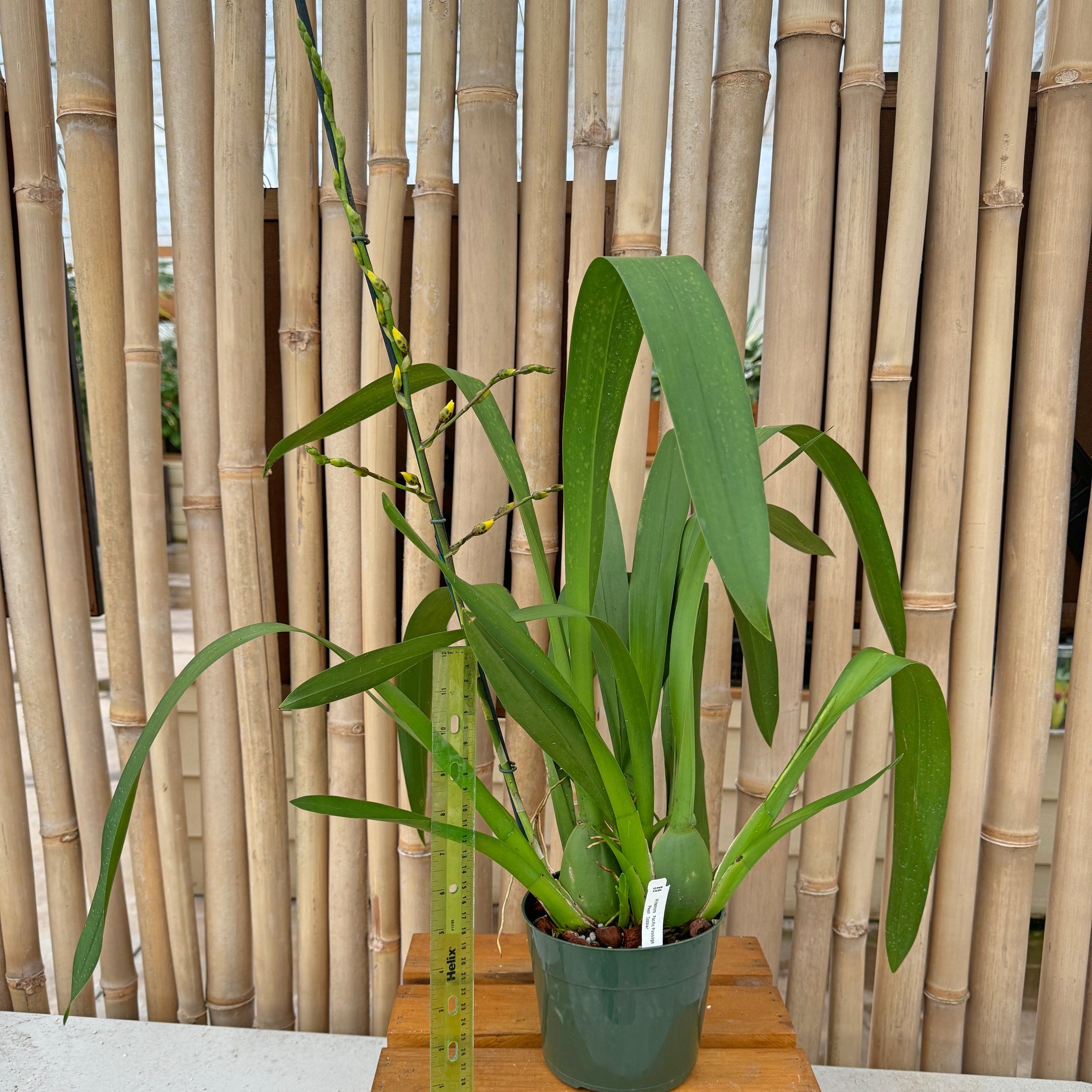 Wils. Pacific Passage 'Peach Cobbler' (5.5