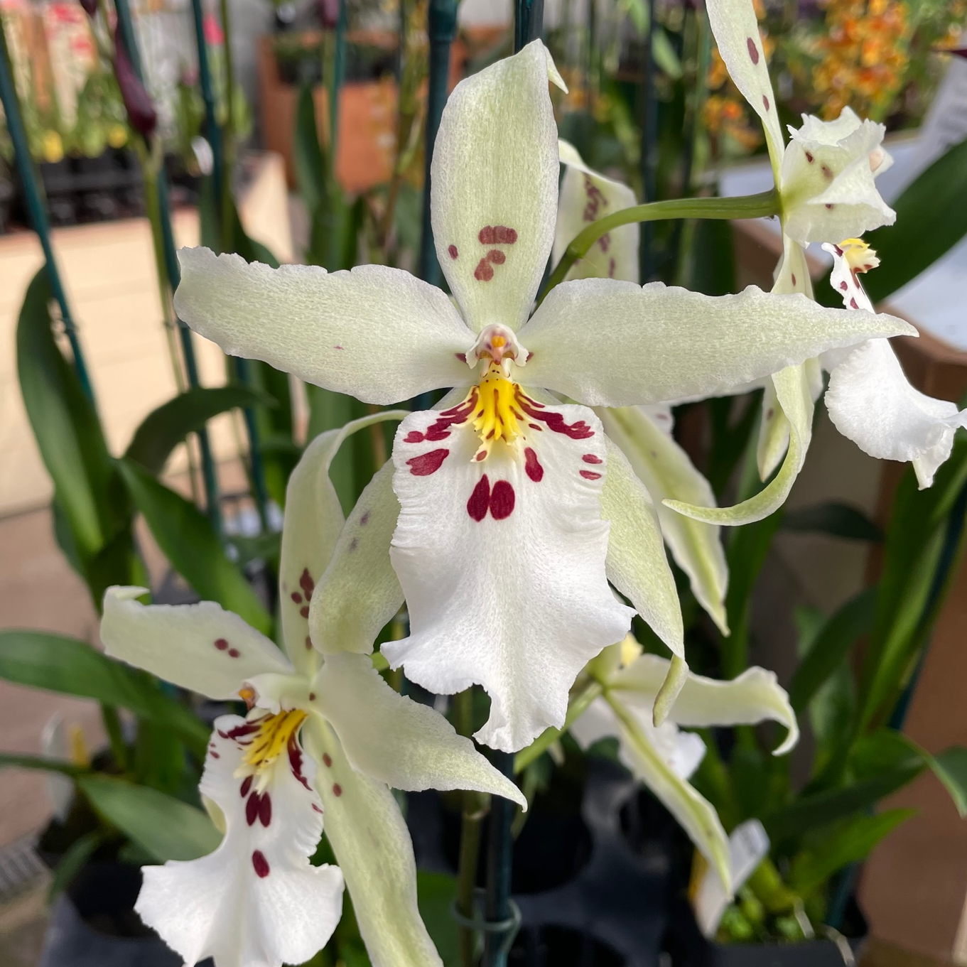 Bllra. Pacific Pastel 'Mauna Loa' (4" Pot) - Buds