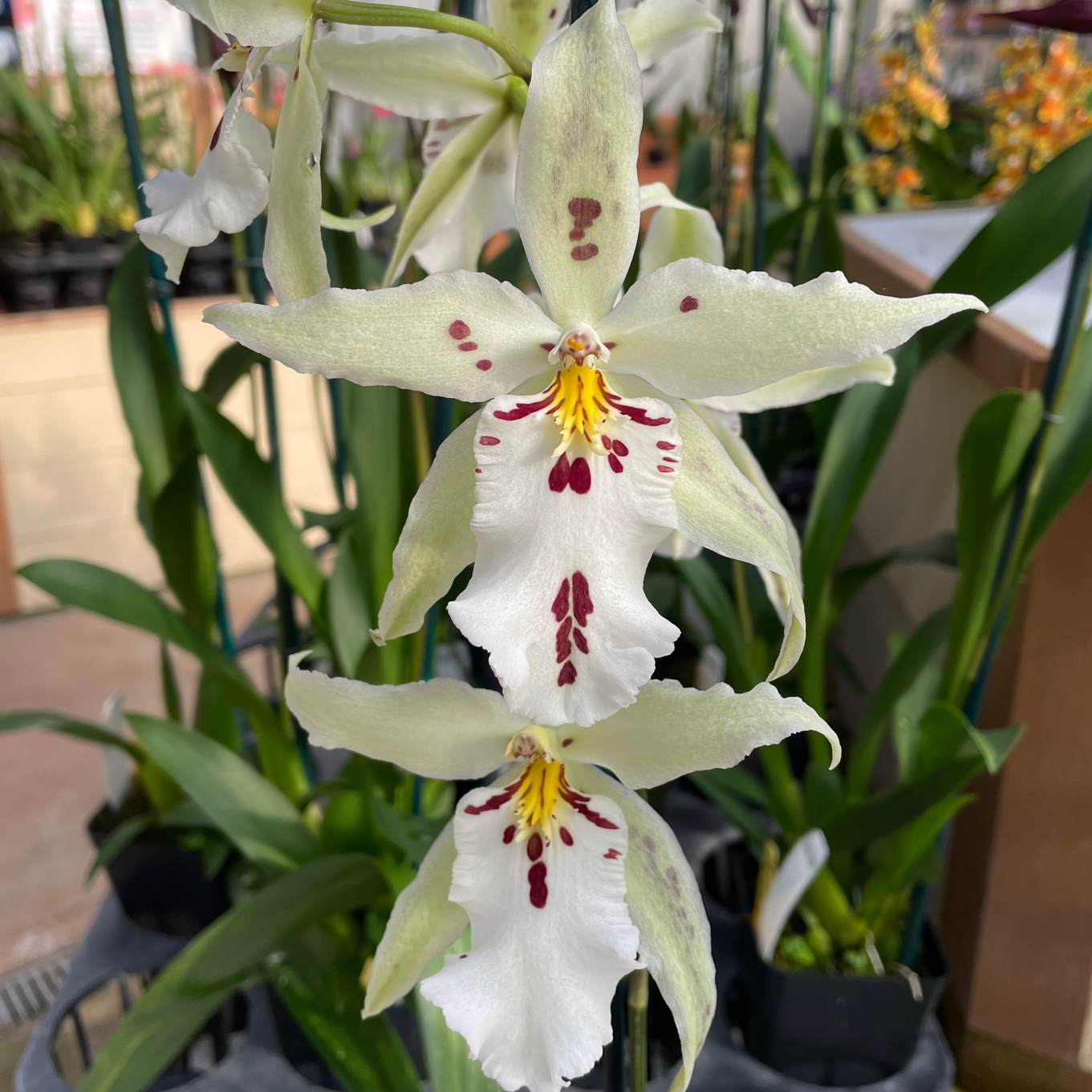 Bllra. Pacific Pastel 'Mauna Loa' (4" Pot) - Buds