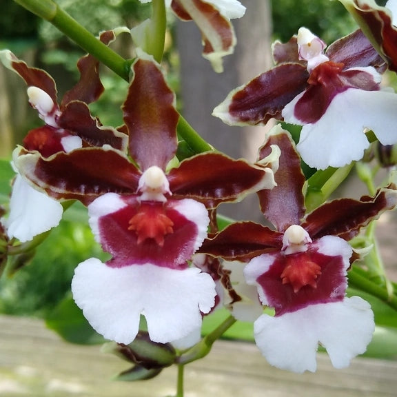 Onc. Pacific Pagan 'Kilauea' (Not Blooming)--Fragrant