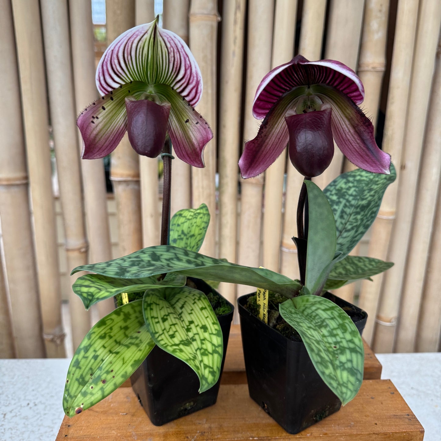 Paph. Maudiae (Burgandy)