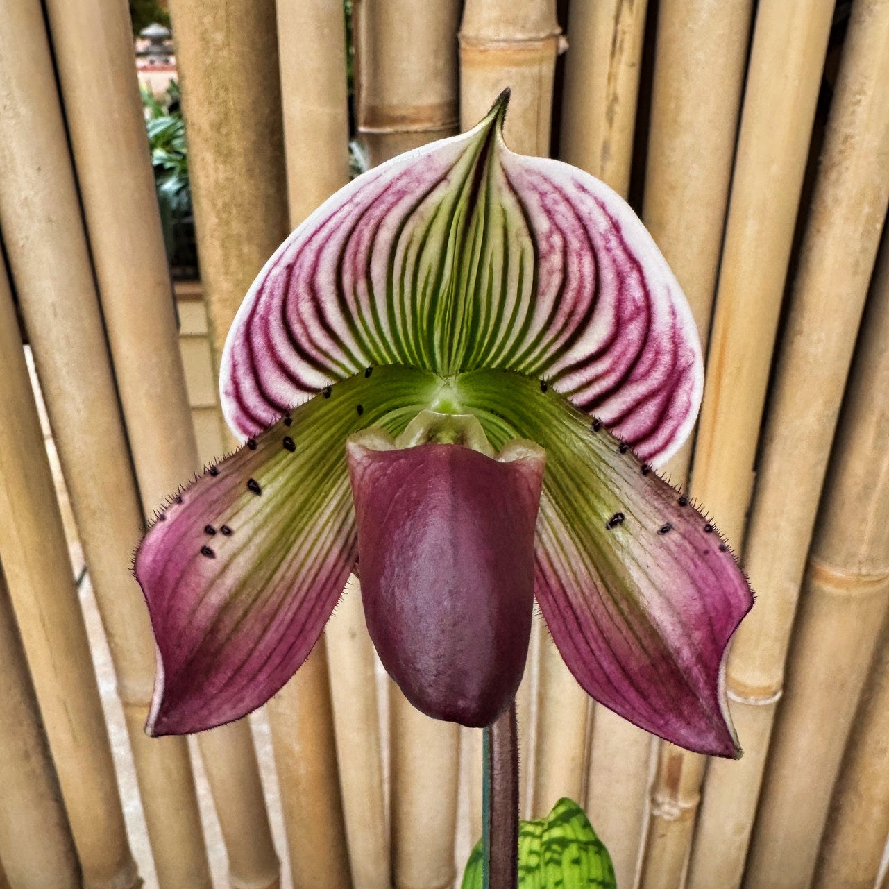 Paph. Maudiae (Burgandy)