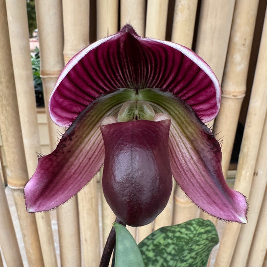 Paph. Maudiae (Burgandy)