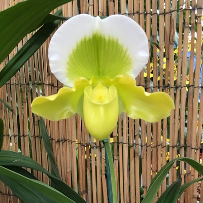 Complex Paph. Green (OPEN BLOOM - 5.5" Pot)