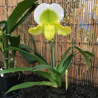 Complex Paph. Green (OPEN BLOOM - 5.5" Pot)
