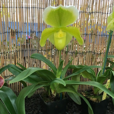 Complex Paph. Green (OPEN BLOOM - 5.5