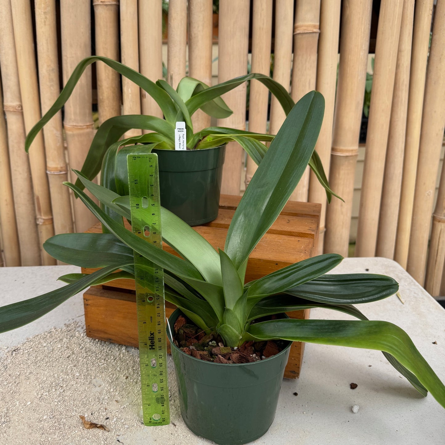 Paph. Hsinying Gold x Paph. Magic Mood (5.5" Pot) - Not Blooming