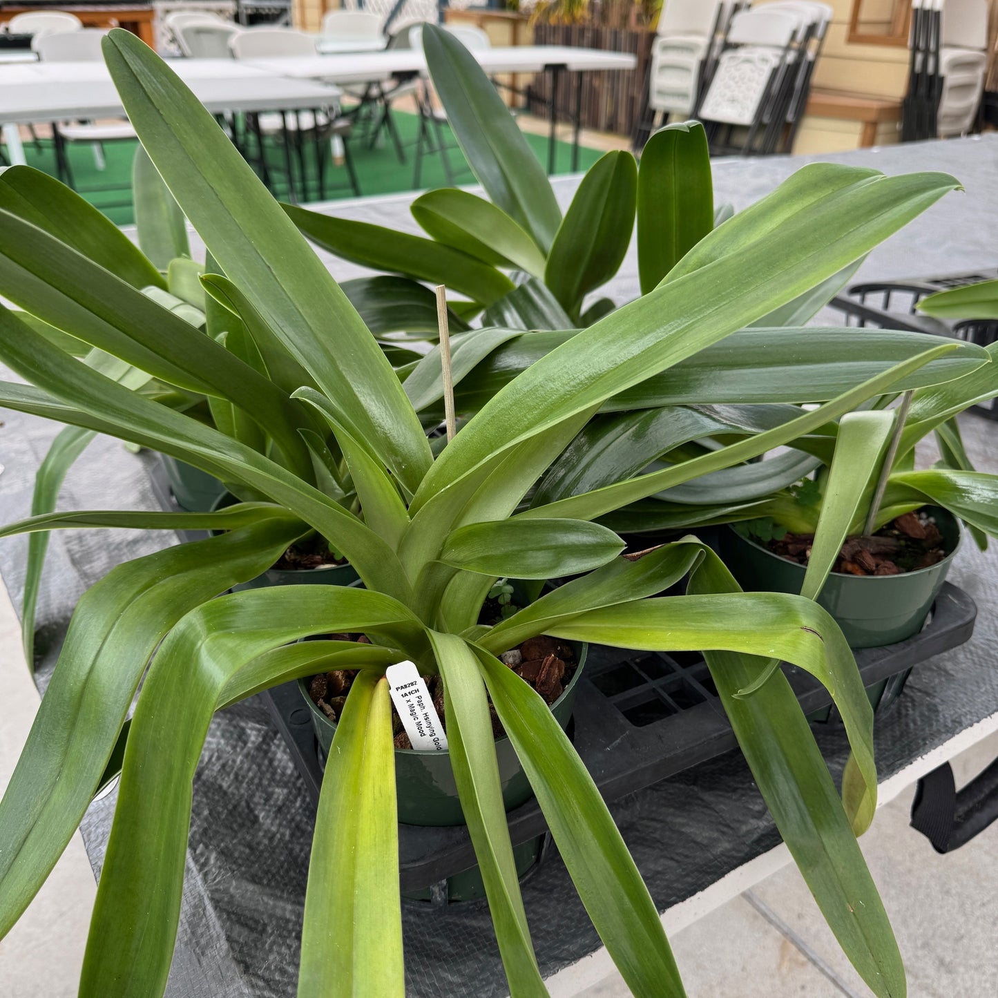 Paph. Hsinying Gold x Paph. Magic Mood (5.5" Pot) - Not Blooming