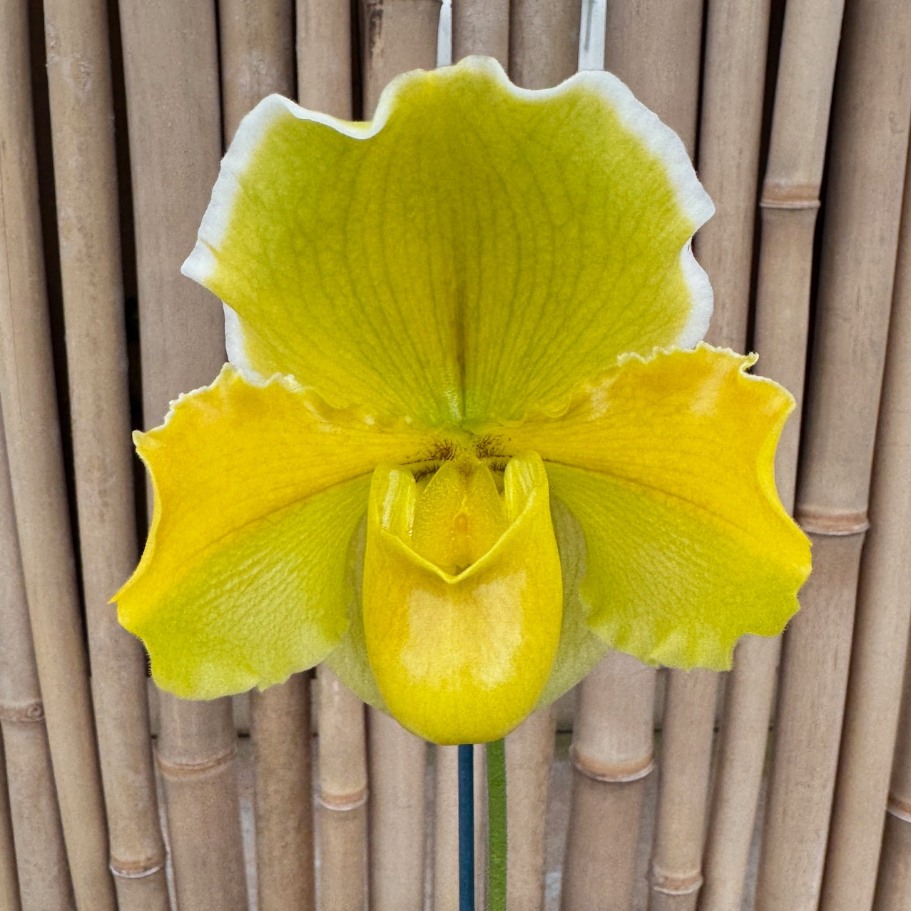 Paph. Hsinying Gold x Paph. Magic Mood (5.5" Pot) - Not Blooming