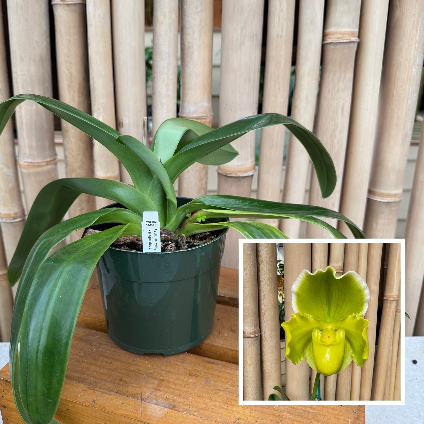 Paph. Hsinying Gold x Paph. Magic Mood (5.5" Pot) - Not Blooming