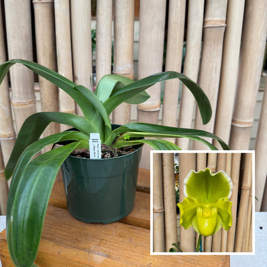 Paph. Hsinying Gold x Paph. Magic Mood (5.5" Pot) - Not Blooming