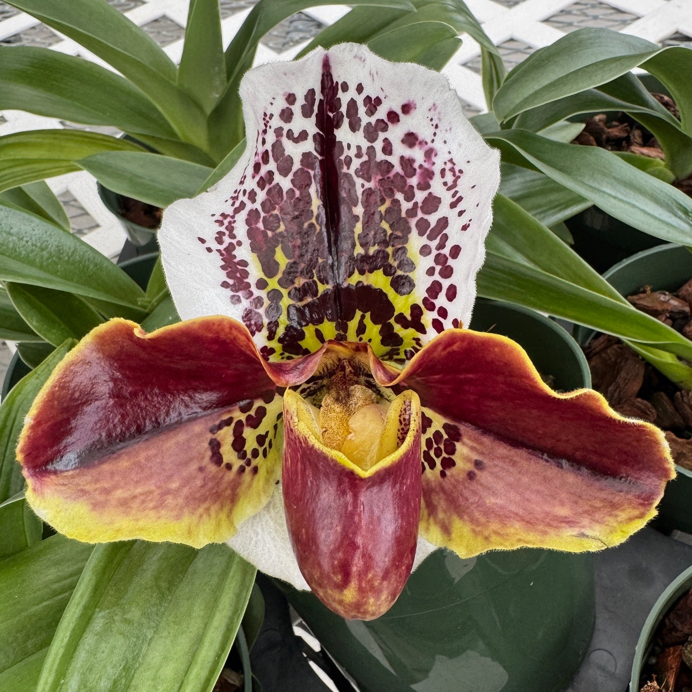 Paph. Hsinying Edition World 'Luke' x Wiedenbrueck Passion (5.5" Pot) - Budded