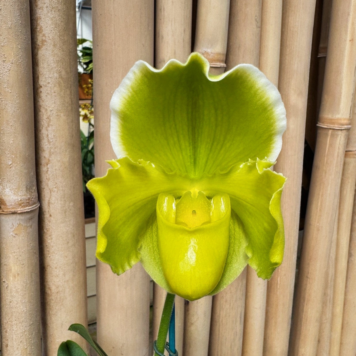 Paph. Hsinying Gold x Paph. Magic Mood (5.5" Pot) - Not Blooming
