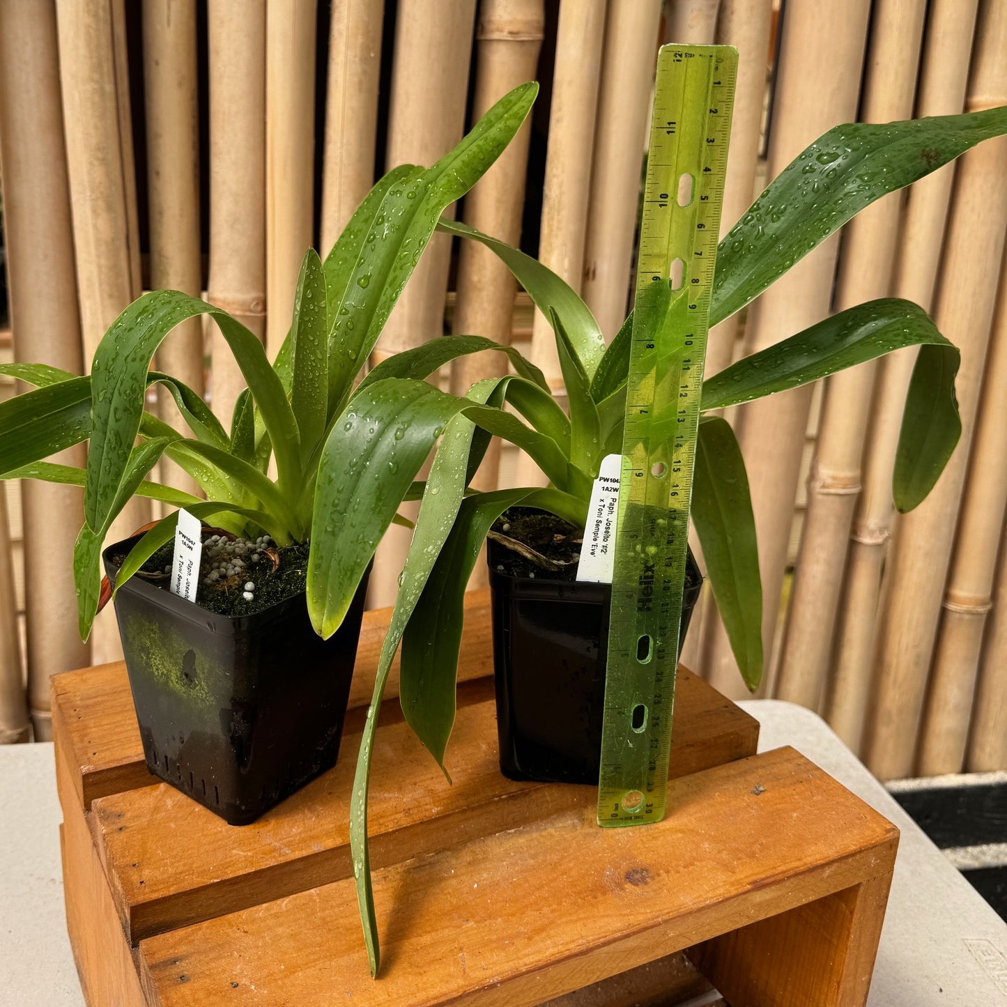 Paph. Joséito '#2' x Toni Semple 'Eve' (Not Blooming)