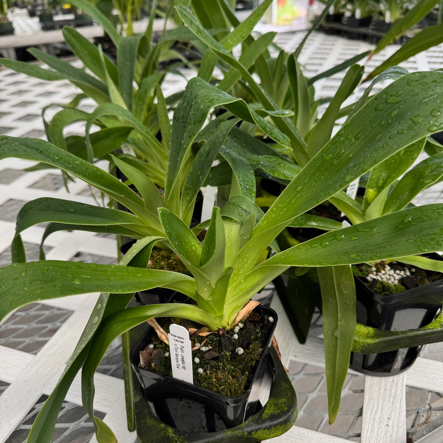 Paph. Joséito '#2' x Toni Semple 'Eve' (Not Blooming)