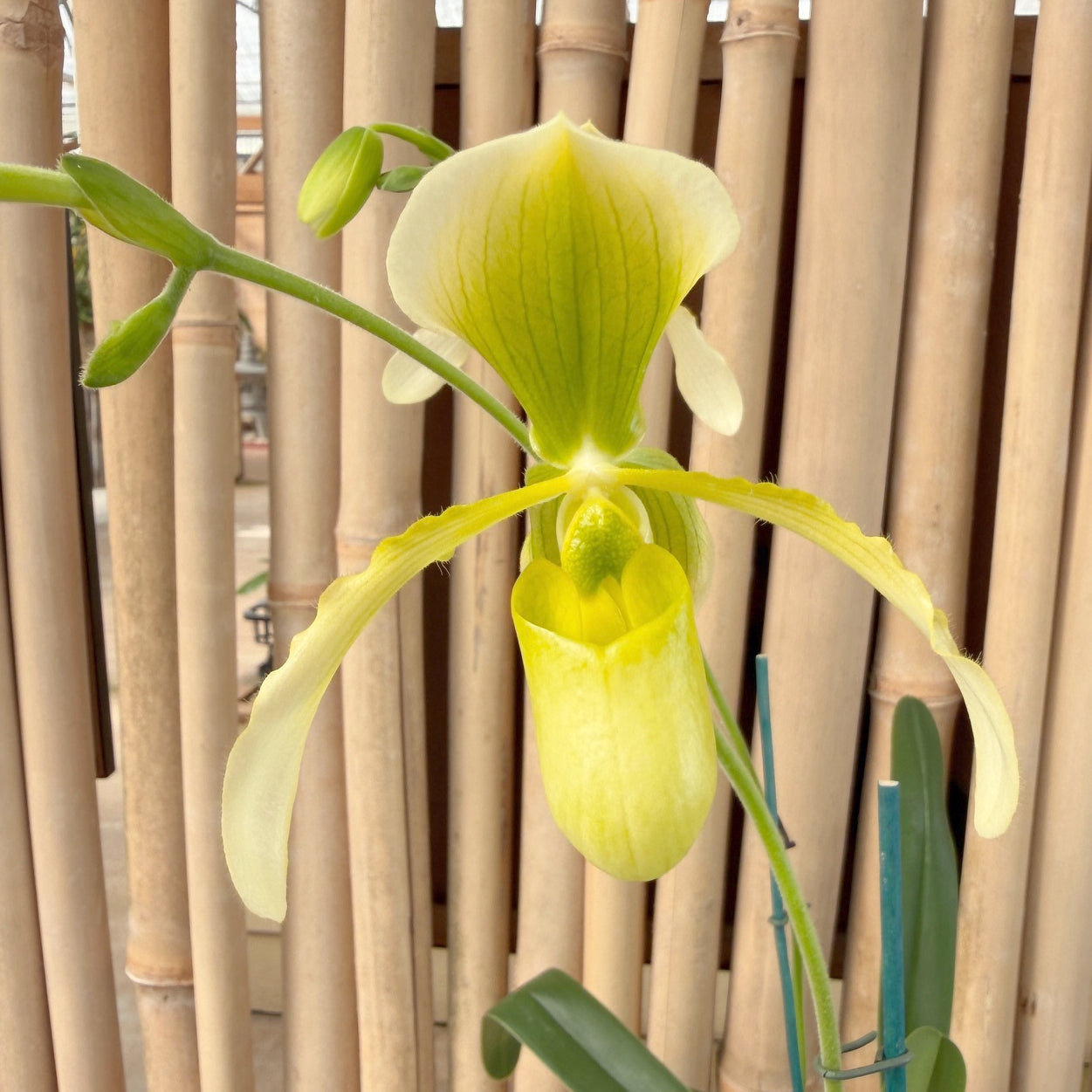 Paph. Joséito '#2' x Toni Semple 'Eve' (4" pot) - Bud