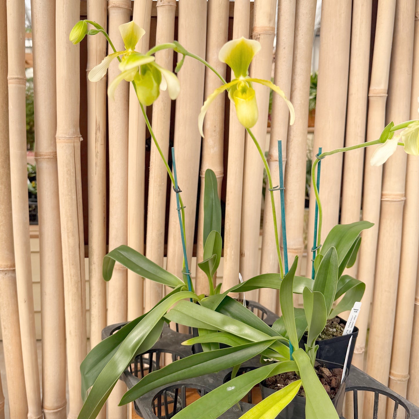 Paph. Joséito '#2' x Toni Semple 'Eve' (4" pot) - Bud
