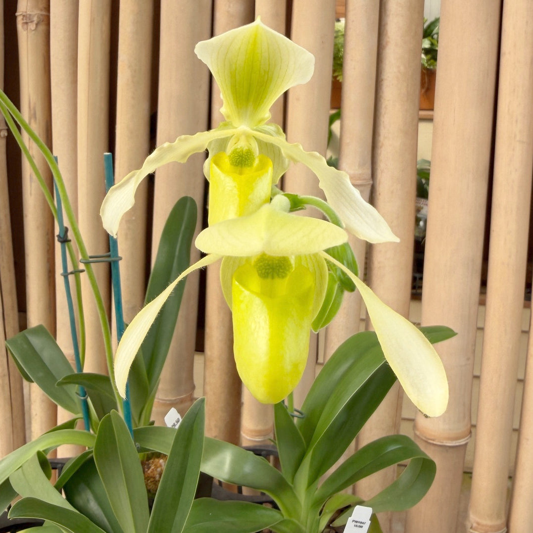 Paph. Joséito '#2' x Toni Semple 'Eve' (4" pot) - Bud
