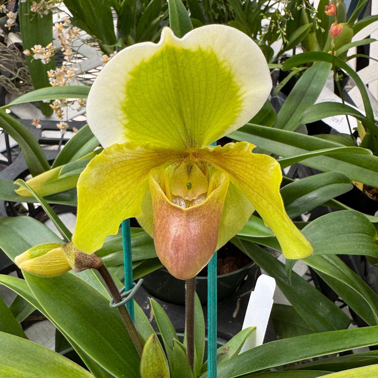 Paph. Maiden Paradise '#2' x Hsinying Little Stone (5.5" Pot) - Buds