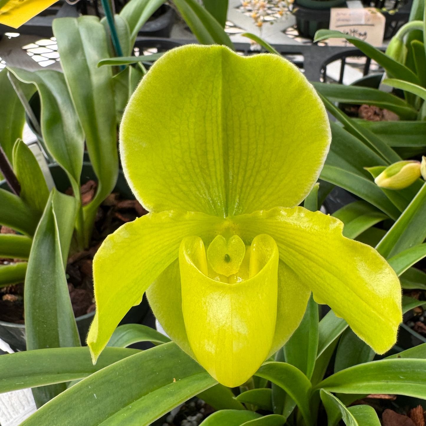 Paph. Maiden Paradise '#2' x Hsinying Little Stone (5.5" Pot) - Buds