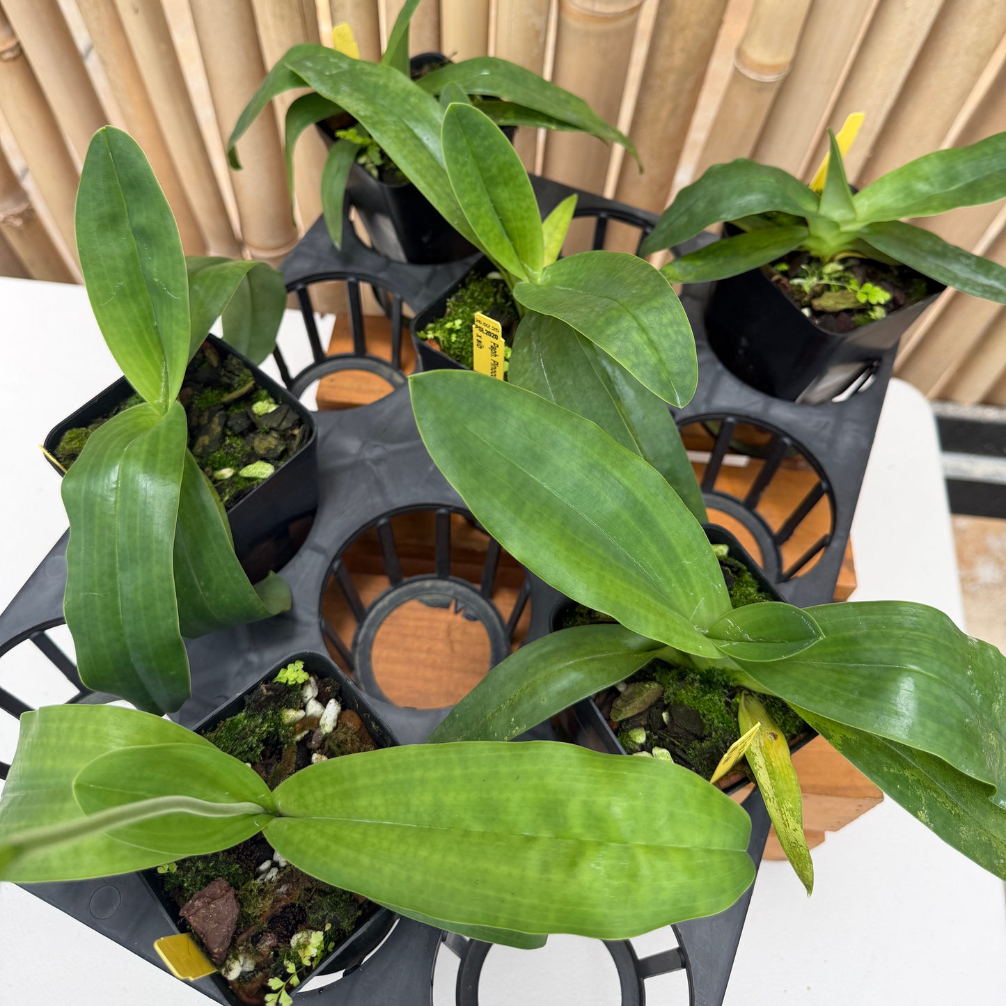 Paph. Pinocchio x sib (4" Pot) - Not Blooming