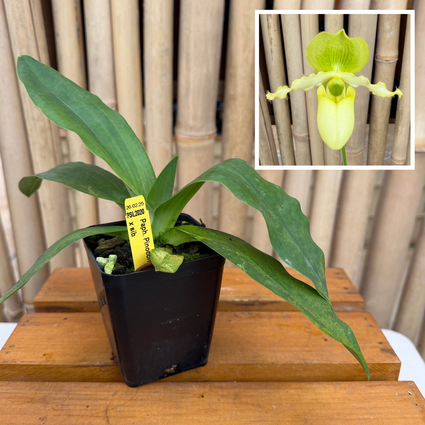 Paph. Pinocchio x sib (4" Pot) - Not Blooming