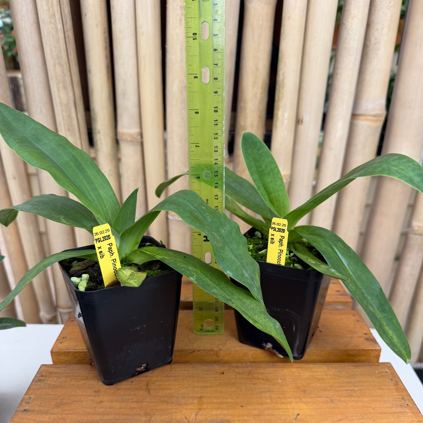 Paph. Pinocchio x sib (4" Pot) - Not Blooming