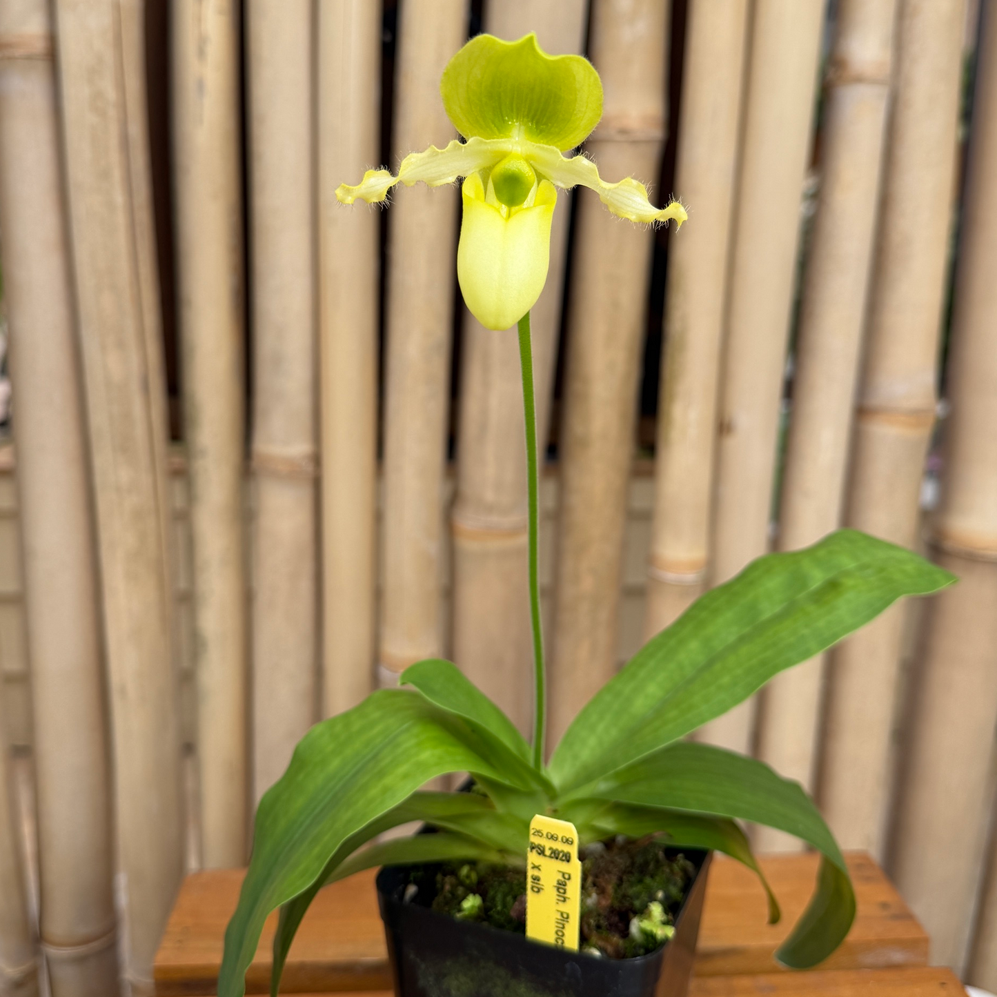 Paph. Pinocchio x sib (4" Pot) - Not Blooming