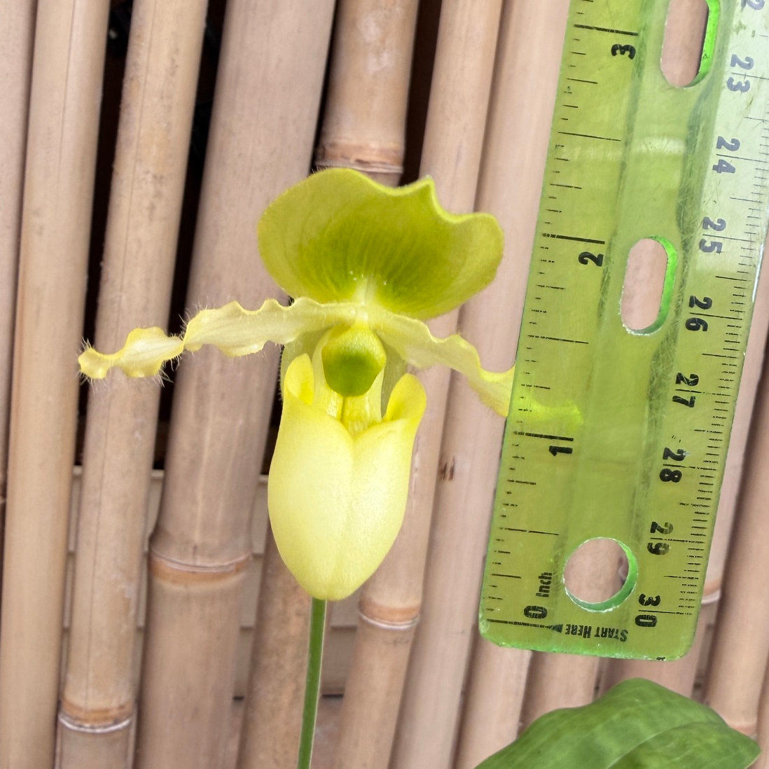 Paph. Pinocchio x sib (4" Pot) - Not Blooming