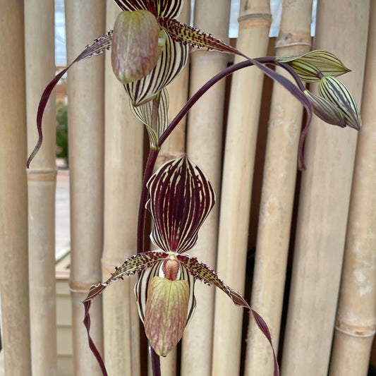 Paph. Saint Swithin (5.5" Pot) - Buds