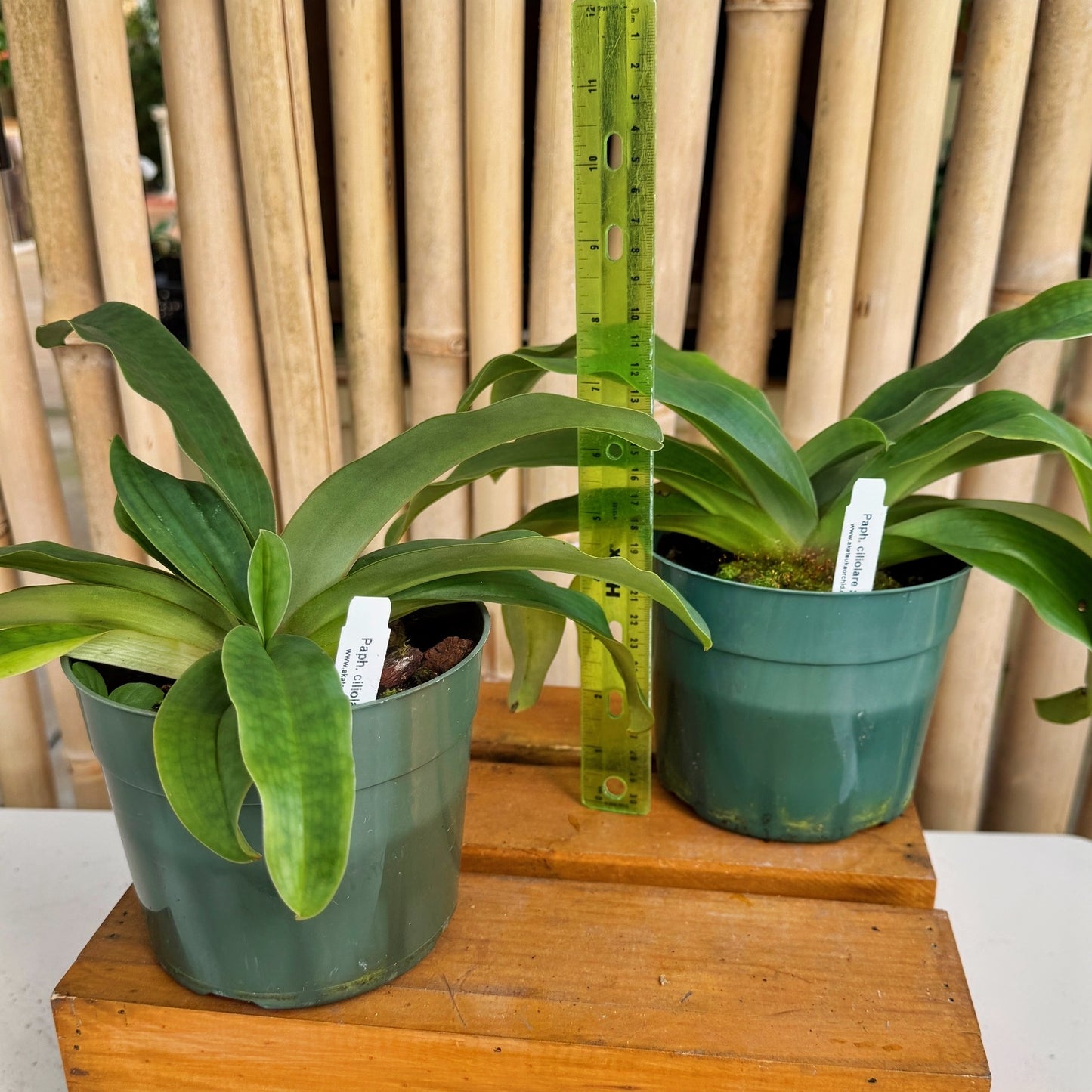 Paphiopedilum ciliolare x moquettianum (5.5" Pot) - Not Blooming
