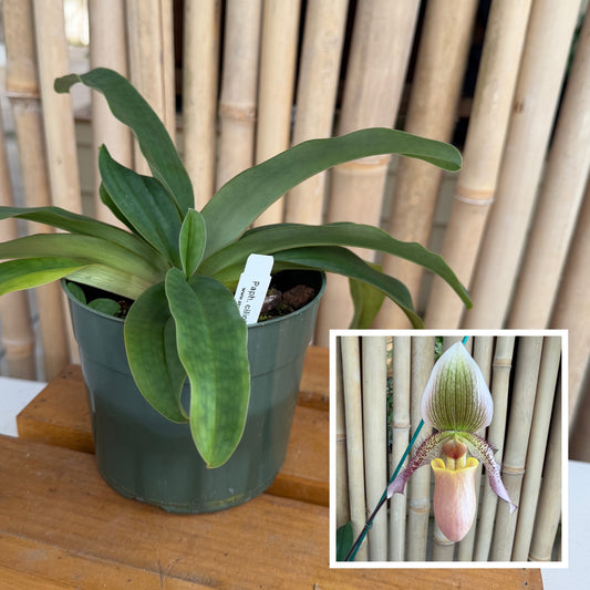 Paphiopedilum ciliolare x moquettianum (5.5" Pot) - Not Blooming