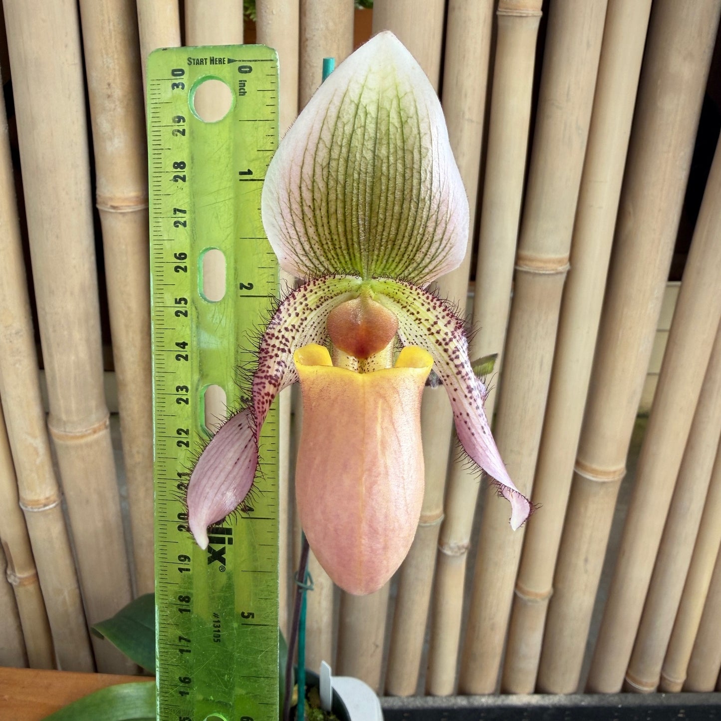 Paphiopedilum ciliolare x moquettianum (5.5" Pot) - Not Blooming
