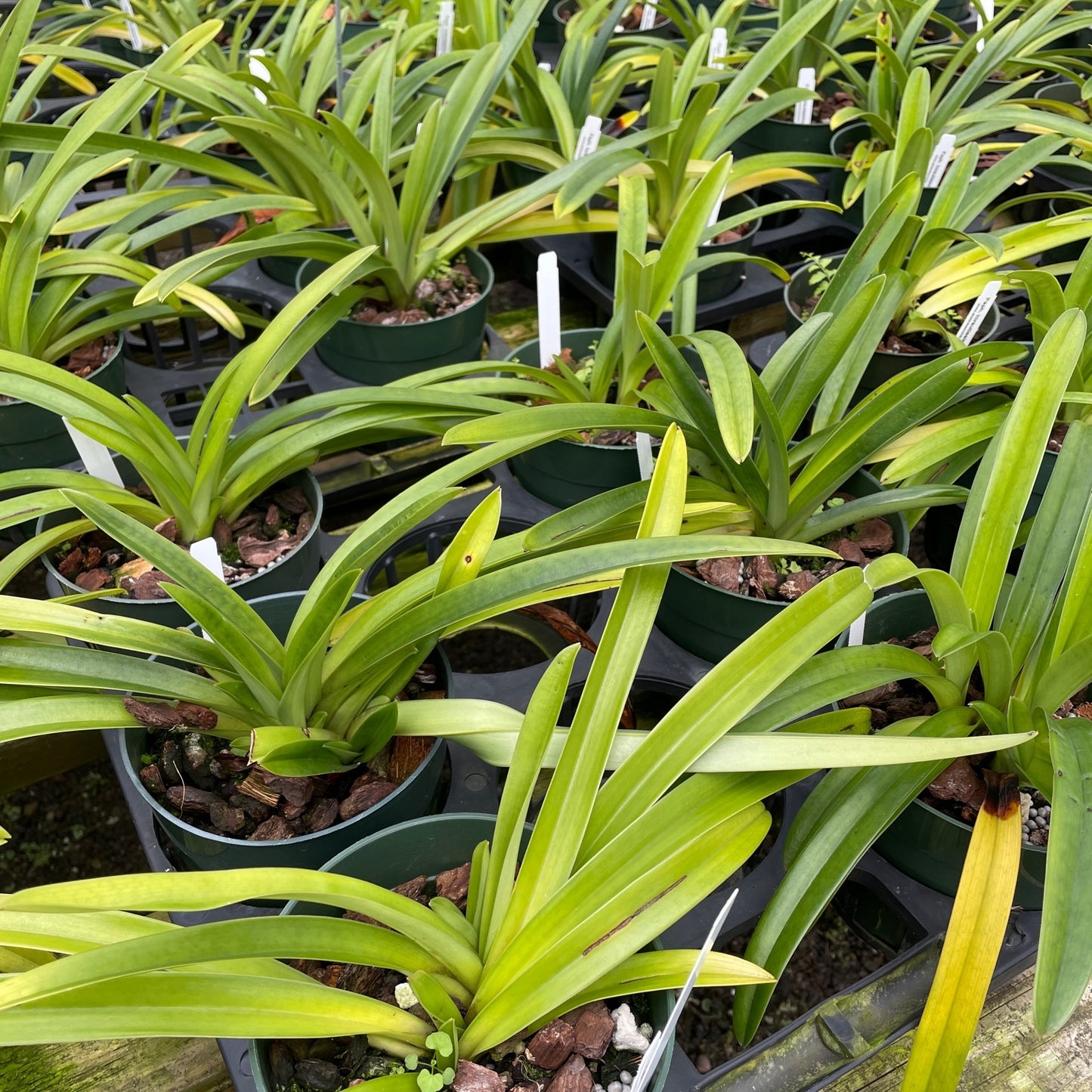 Paph. hirsutissimum var. esquirolei (5.5" Pot) - Not Blooming