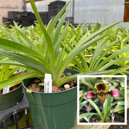 Paph. hirsutissimum var. esquirolei (5.5" Pot) - Not Blooming